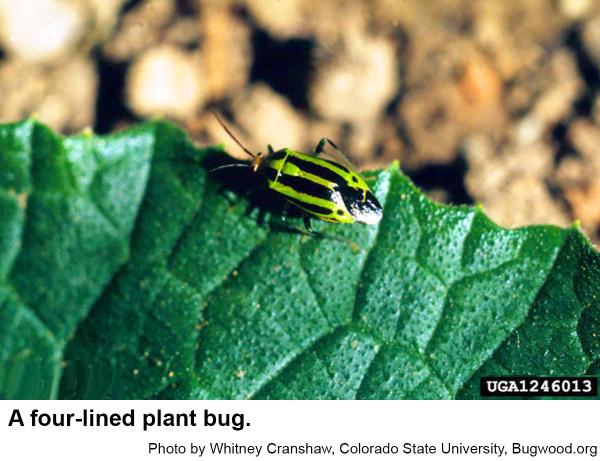 Thumbnail image for Fourlined Plant Bug